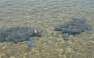 Пляж Алагади: как увидеть черепах на Кипре