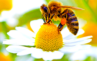 Фестиваль пчел в Ларнаке