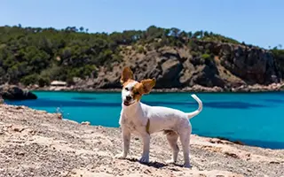 Кипр, Ларнака: путешествие с питомцем