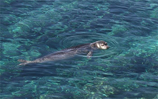 Появление средиземноморского тюленя Monachus monachus в прибрежной зоне Айя-Напы